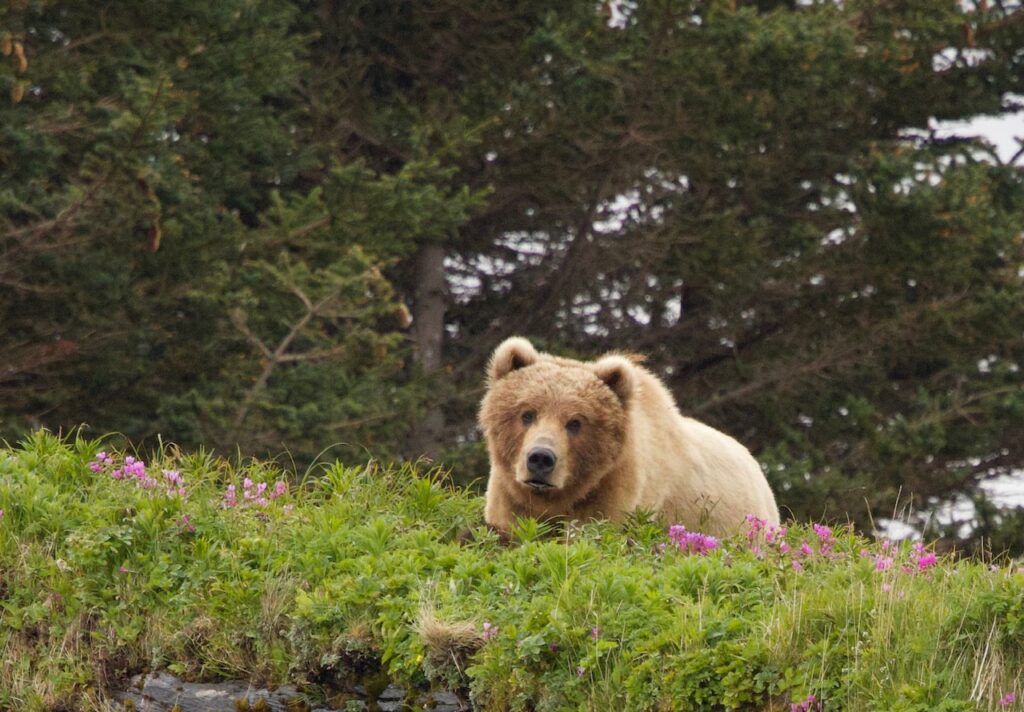 Bear Viewing Alaska: A playful young bear curiously ambling amid the Afognak Island wilderness.
