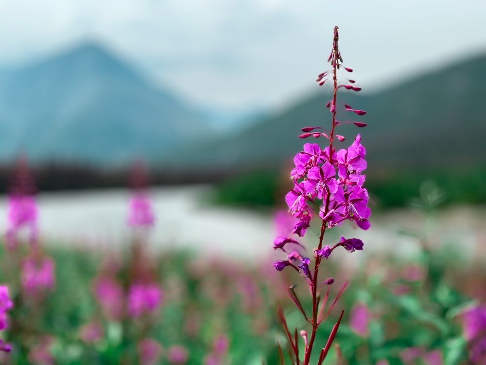 Alaska in August: An up close view of a beautiful fireweed found amid the Alaskan wilderness on Afognak Island.