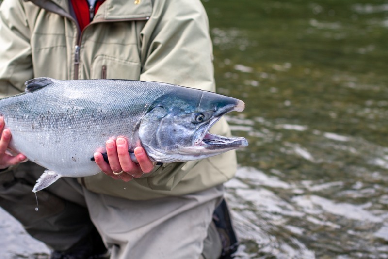 Alaska Fishing Trip: An avid angler hoists a large salmon while fishing near Afognak Island, Alaska.